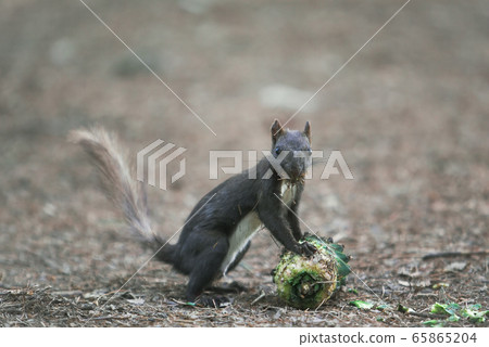 Boots Boots 65865204