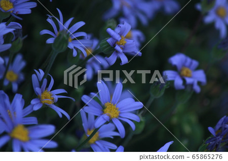 Blue daisy flower field Blue daisy flower field 65865276
