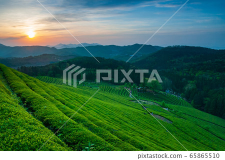 綠茶場日出 綠茶場日出 65865510
