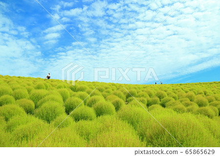 Kokia領域 65865629