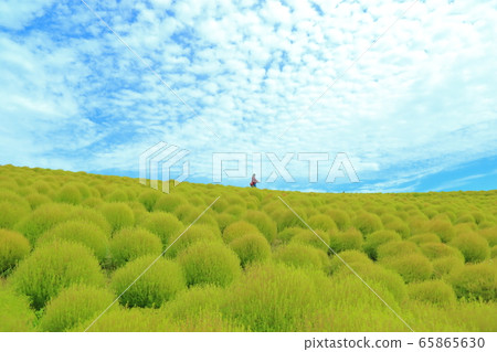Kokia Hill 65865630