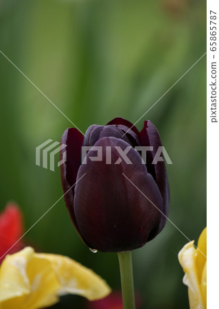 Flower picture black tulip Flower picture black tulip 65865787