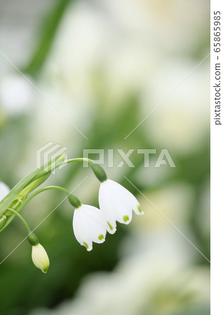 Milky white flowers, no-drop flowers that heal people's hearts 65865985