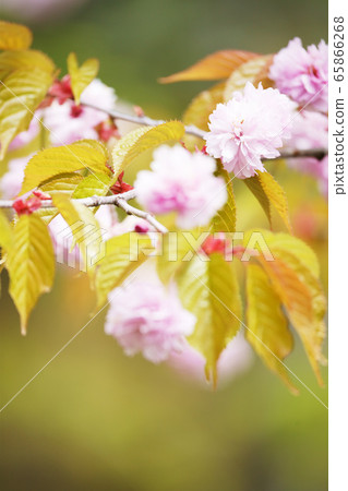 櫻花八重櫻和里櫻“植物” 櫻花八重櫻和里櫻“植物” 65866268