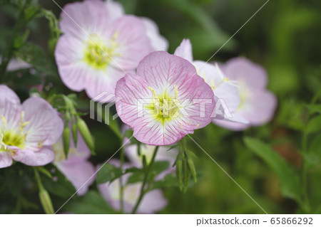 Day Saki Evening Primrose Day Saki Evening Primrose 65866292