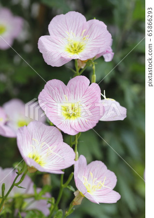 Day Saki Evening Primrose Day Saki Evening Primrose 65866293