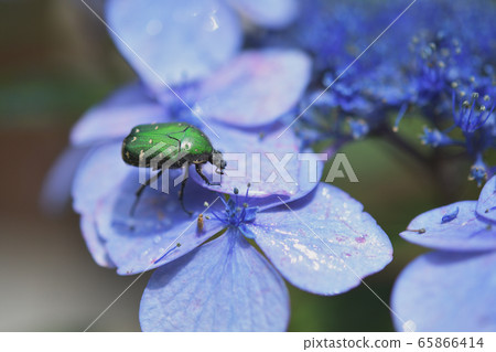 Hydrangea and Hanamuguri Hydrangea and Hanamuguri 65866414