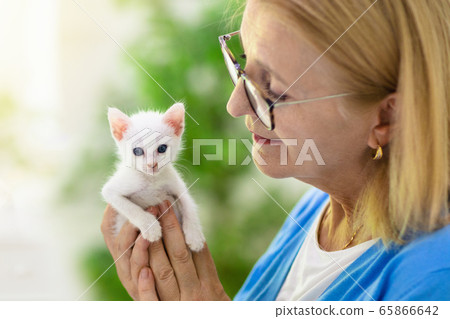 Woman playing with kitten. Cat and owner. Woman playing with kitten. Cat and owner. 65866642