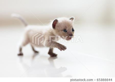 Baby cat. Cute kitten playing at home. Baby cat. Cute kitten playing at home. 65866644