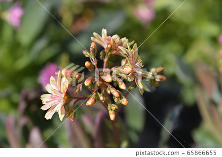 Siskiyou lewisia Mountain Dreams Siskiyou lewisia Mountain Dreams 65866655