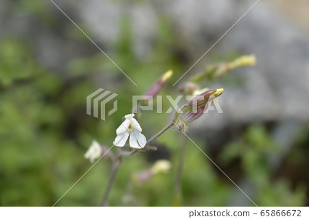Unusual campion 65866672