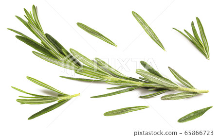Rosmarin closeup isolated on a white background, Rosmarin closeup isolated on a white background, 65866723