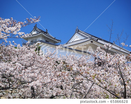 Hamamatsu Castle, famous for cherry blossoms Hamamatsu Castle, famous for cherry blossoms 65866828