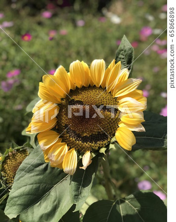sunflower 65866898