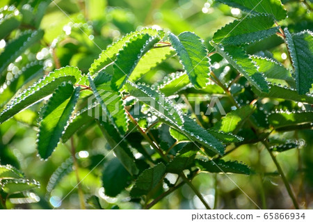 Waremokou with a dew of midsummer Waremokou with a dew of midsummer 65866934