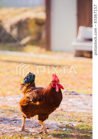 Animal Farm - ostrich, sheep, black goat, cattle and chicken 077 65867157