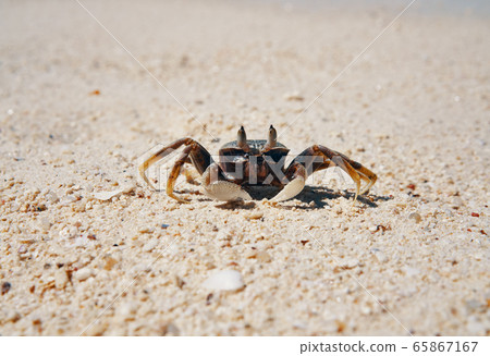 Crab on sandy beach on tropical island Crab on sandy beach on tropical island 65867167