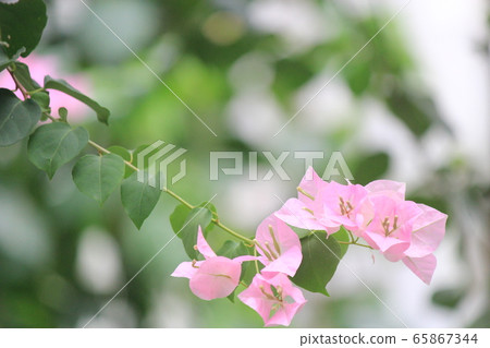九重葛花 九重葛花 65867344
