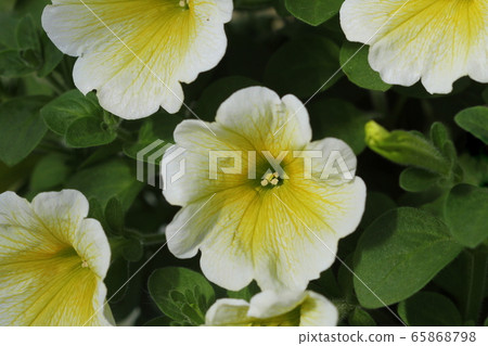 Save Download Preview Beautiful bouquet with white petunias and other flowers decorating house in pot. Top view Save Download Preview Beautiful bouquet with white petunias and other flowers decorating house in pot. Top view 65868798