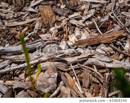 Piles of wood pieces lying on the ground Piles of wood pieces lying on the ground 65869140