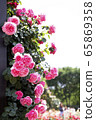 玫瑰，粉紅玫瑰 65869358