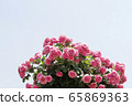 玫瑰，粉紅玫瑰 65869363