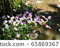 三色堇 65869367