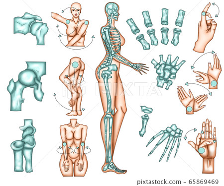 Types of movable joints and structure illustrations Types of movable joints and structure illustrations 65869469