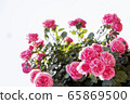 玫瑰，粉紅玫瑰 65869500