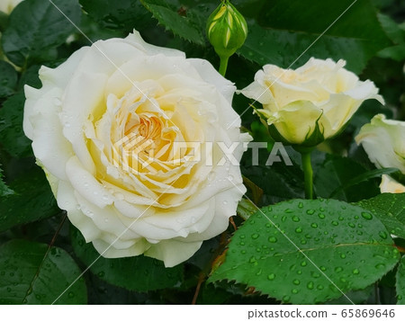 rose rose 65869646