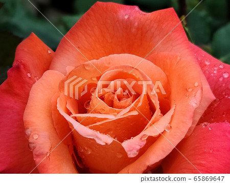 rose rose 65869647