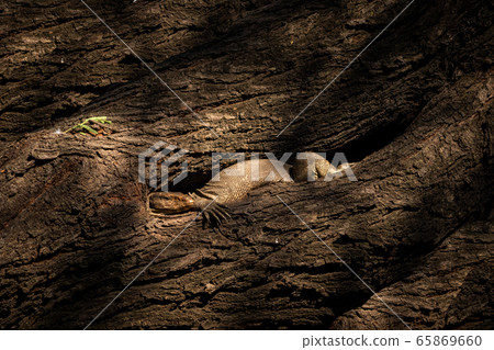 monitor lizard or bengal monitor or common indian monitor or varanus bengalensis camouflage in tree hollow or hole in tree trunk at keoladeo national park or bharatpur bird sanctuary, rajasthan, india 65869660