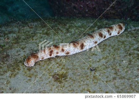 Toranamako Toranamako 65869907