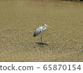 Gray heron 65870154