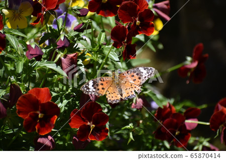 Zuma giuna Zuma giuna 65870414