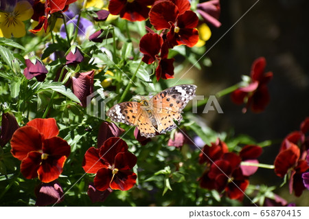 Zuma giuna Zuma giuna 65870415