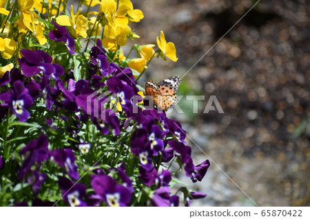 Zuma giuna Zuma giuna 65870422