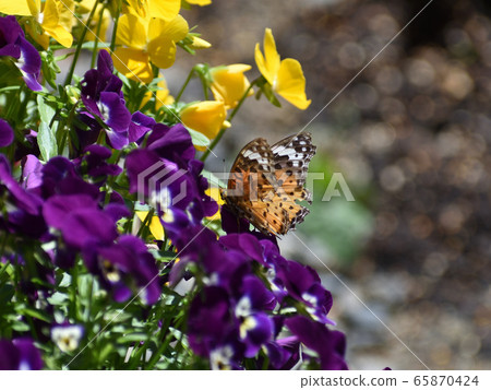 Zuma giuna Zuma giuna 65870424