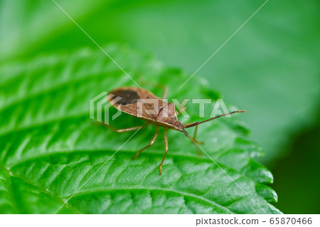 Hoshi Hararillo Helicopter bug Hoshi Hararillo Helicopter bug 65870466