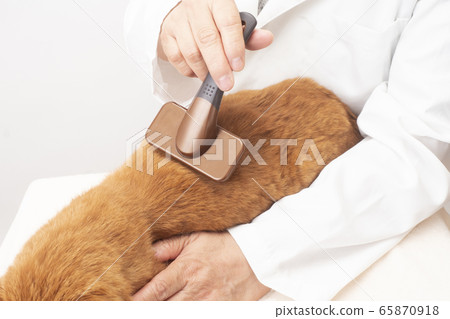 Woman brushing a cat Woman brushing a cat 65870918