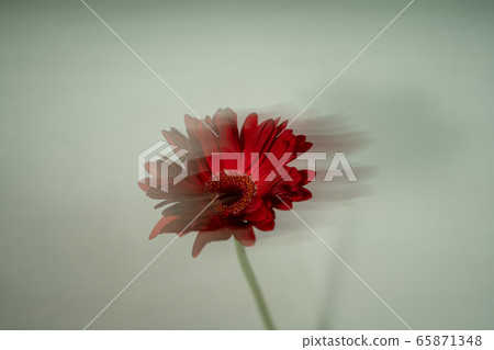 Gerbera flowers Gerbera flowers 65871348