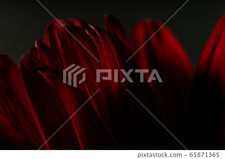 非洲菊鮮花 非洲菊鮮花 65871365