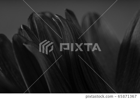 非洲菊鮮花 65871367