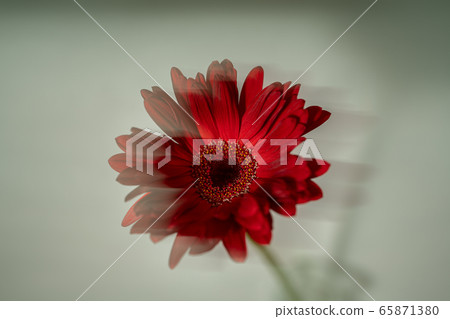 非洲菊鮮花 非洲菊鮮花 65871380