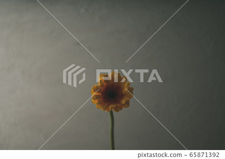 非洲菊鮮花 非洲菊鮮花 65871392