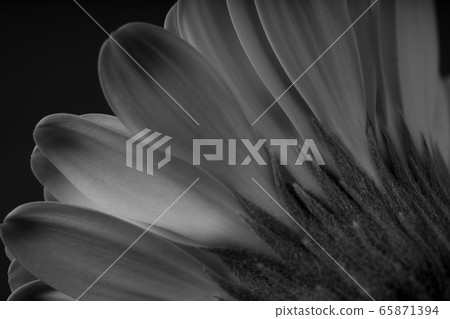 非洲菊鮮花 非洲菊鮮花 65871394