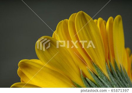 非洲菊鮮花 非洲菊鮮花 65871397