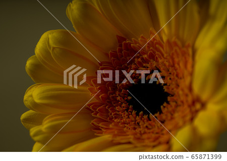 非洲菊鮮花 非洲菊鮮花 65871399