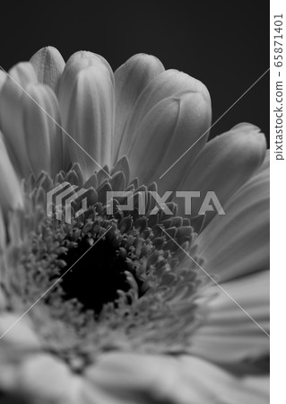 非洲菊鮮花 65871401