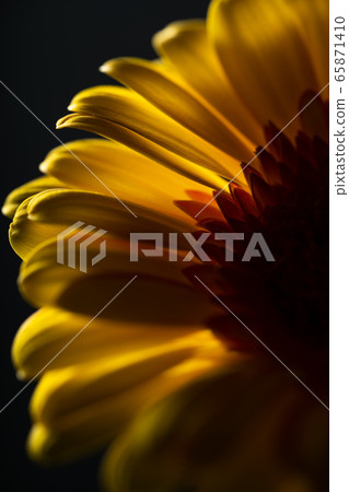 非洲菊鮮花 非洲菊鮮花 65871410